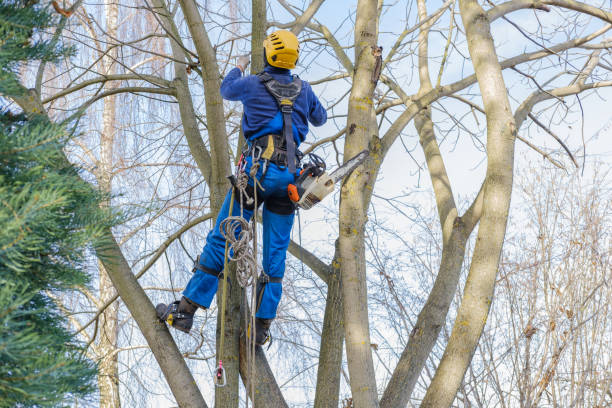 How Our Tree Care Process Works  in  Sugarcreek, PA