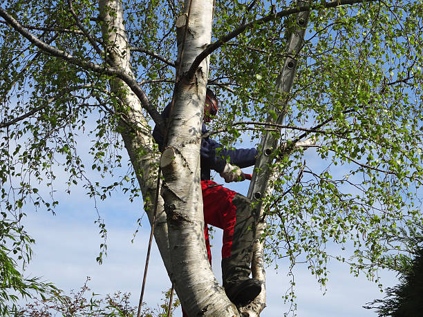 Professional Tree Care in Sugarcreek, PA